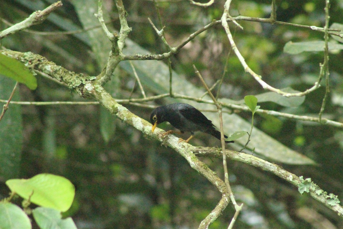 Yellow-legged Thrush - ML618527589