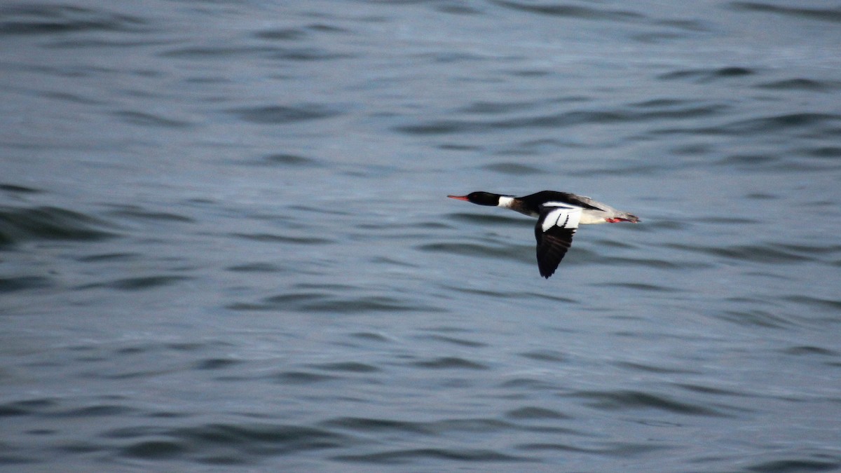 Red-breasted Merganser - Diane Labarre