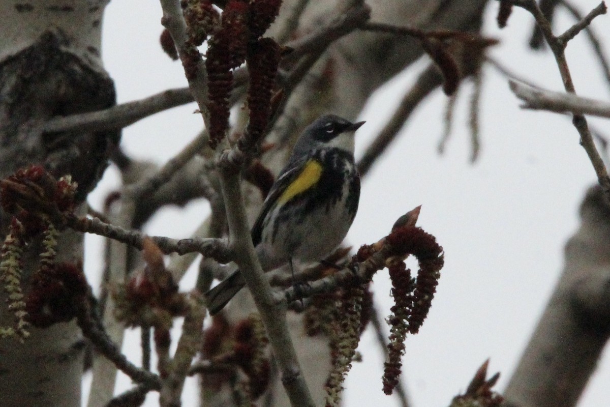 Yellow-rumped Warbler (Myrtle) - Quinn Desilets