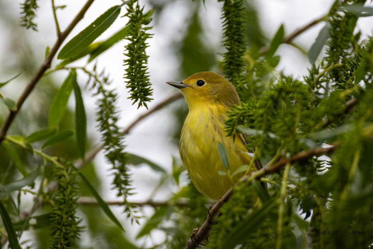 Yellow Warbler - ML618527678