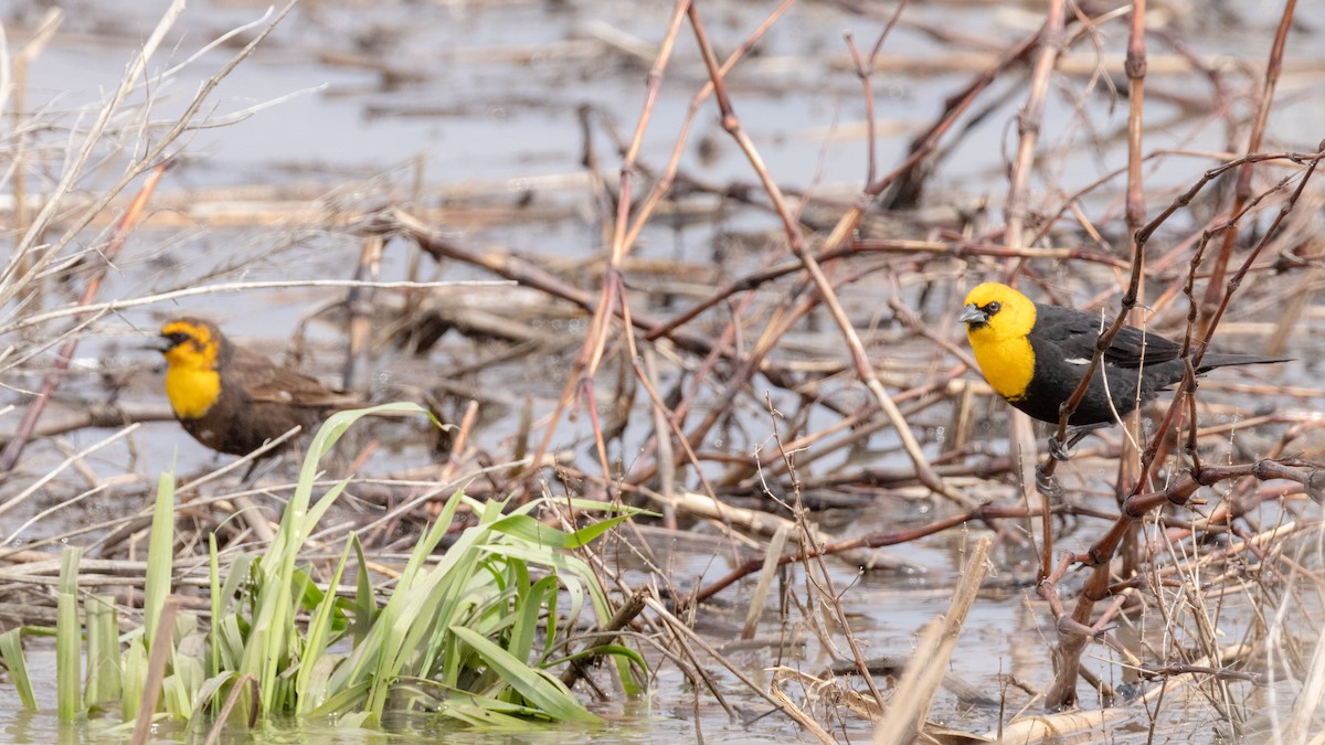 Yellow-headed Blackbird - ML618527689