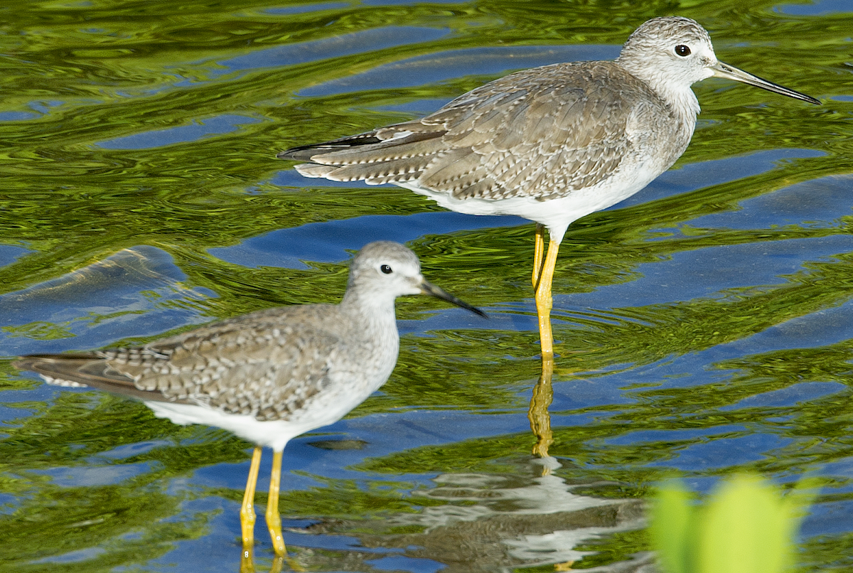 Lesser Yellowlegs - johnny powell