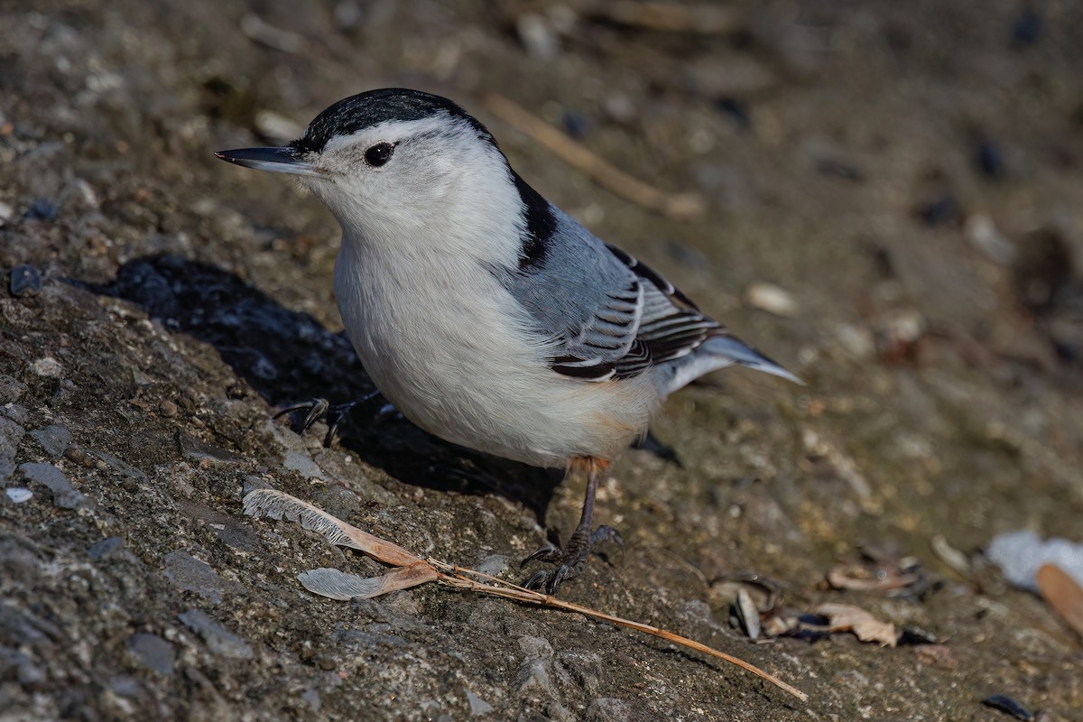 White-breasted Nuthatch - ML618527706
