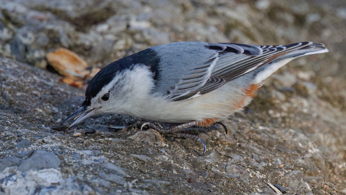 White-breasted Nuthatch - ML618527707