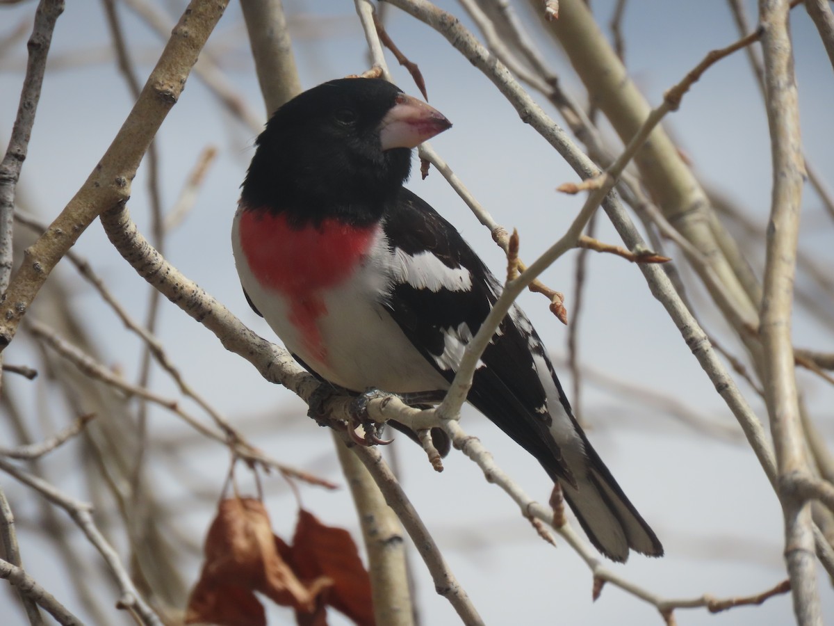 Rose-breasted Grosbeak - ML618527715