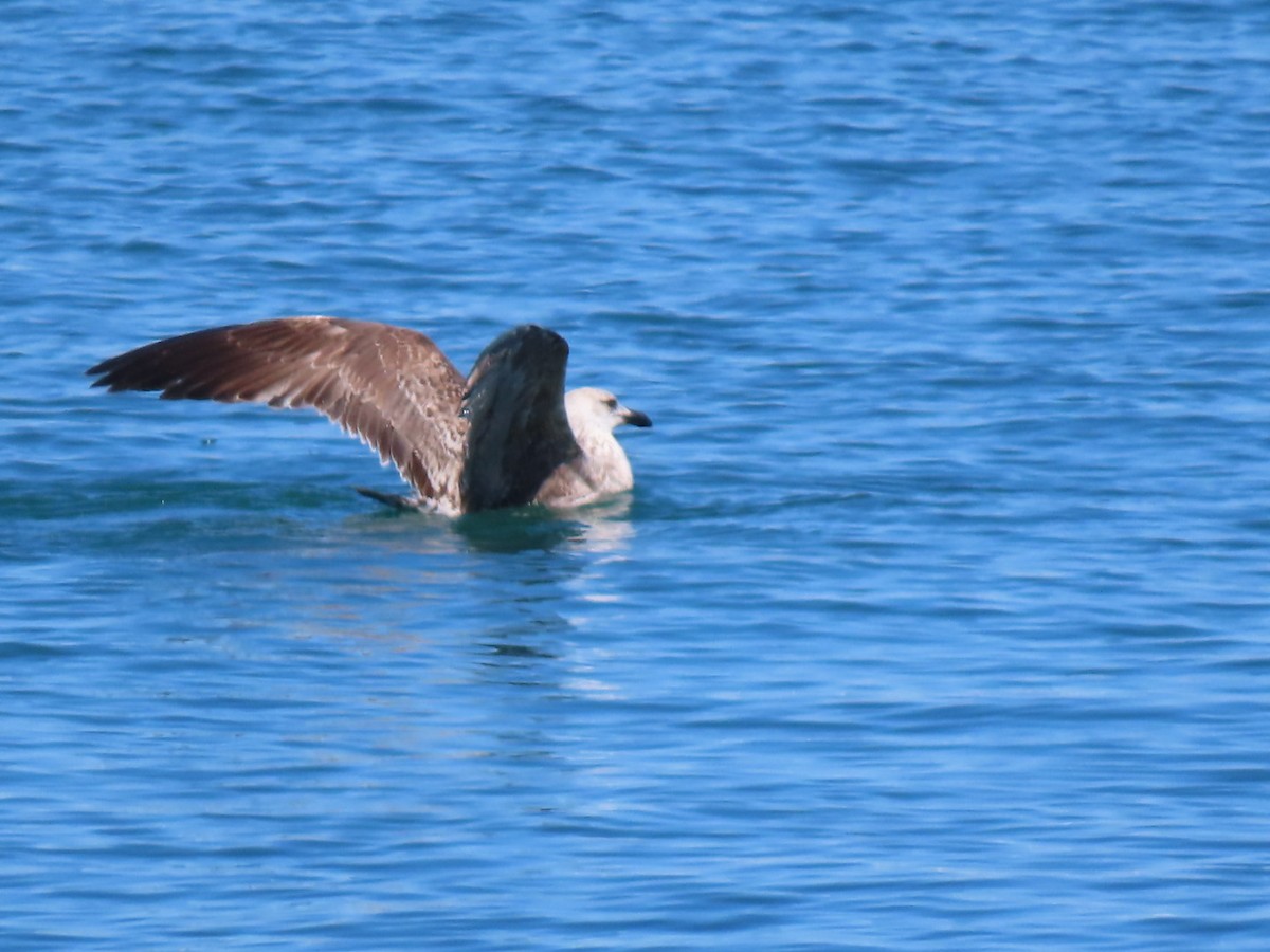 Lesser Black-backed Gull - ML618527738