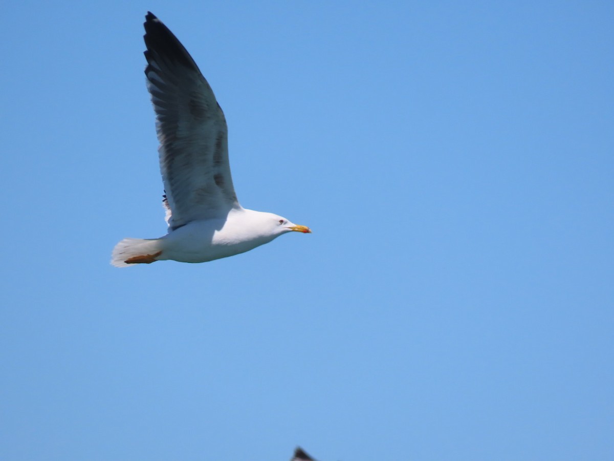 Lesser Black-backed Gull - Herky Birder