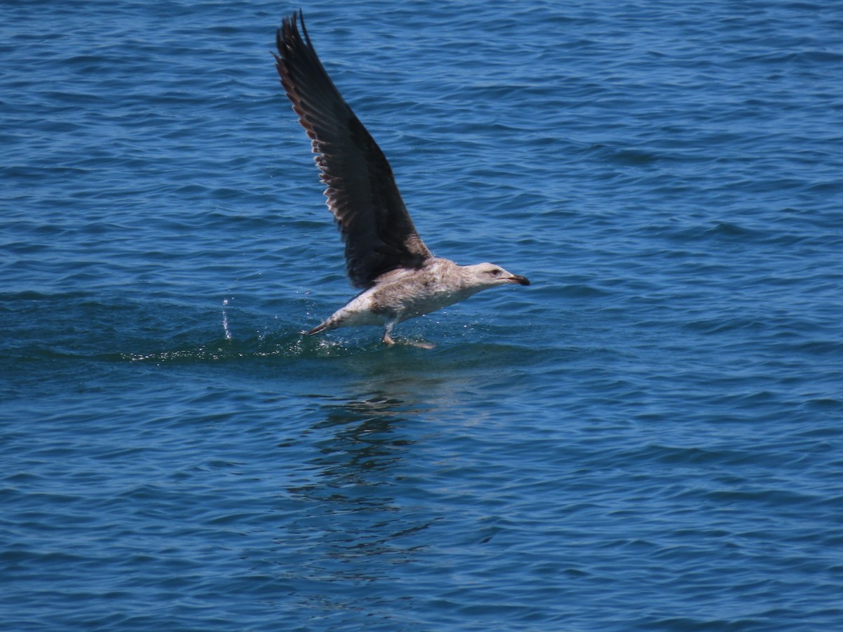 Lesser Black-backed Gull - Herky Birder