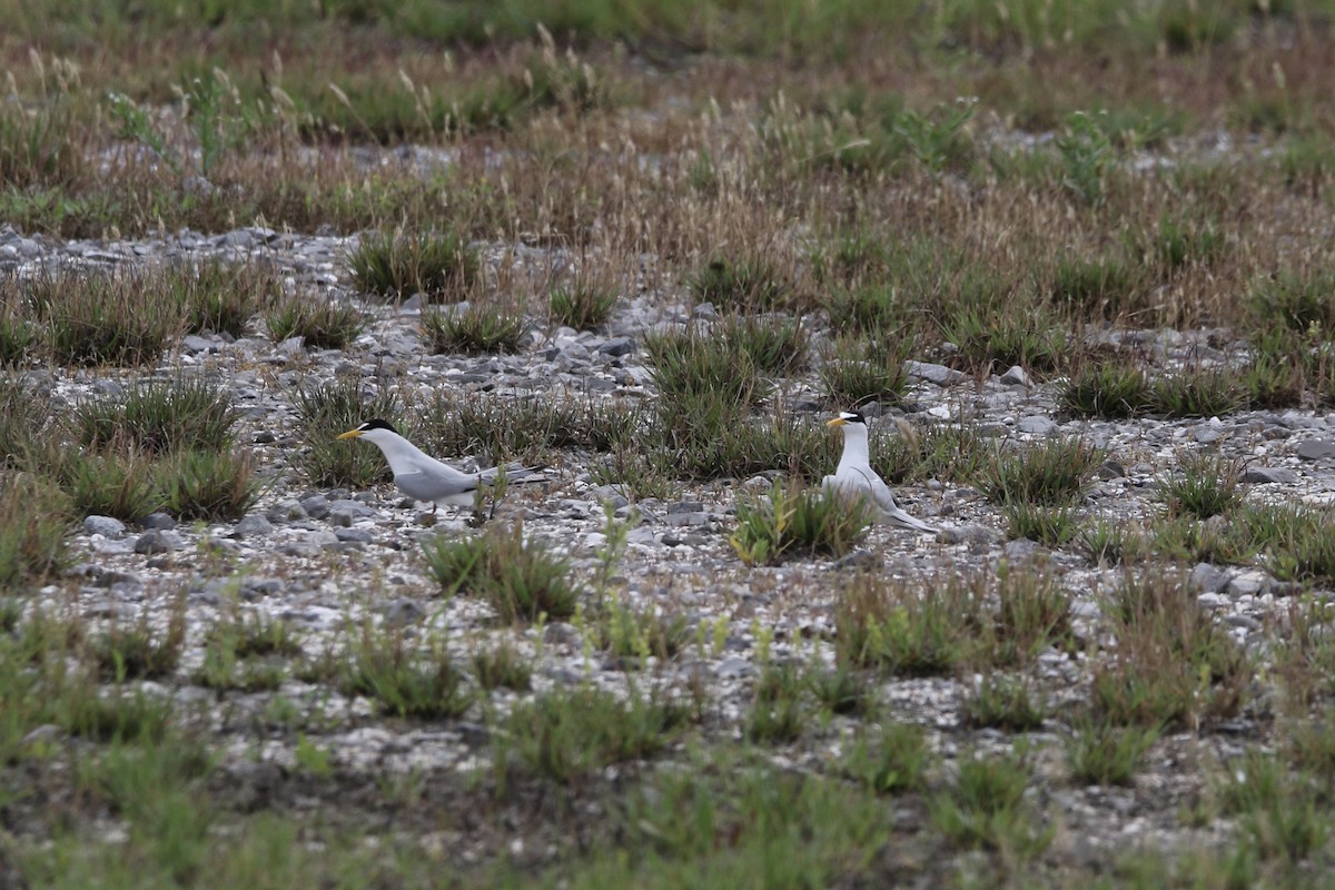 Least Tern - ML618527759