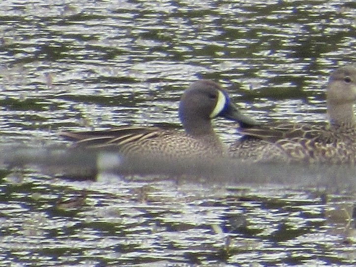 Blue-winged Teal - ML618527763