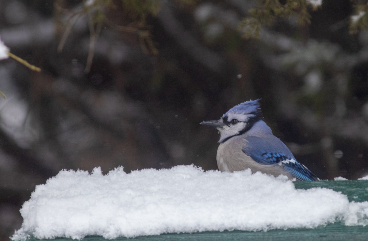 Blue Jay - Brian Quindlen