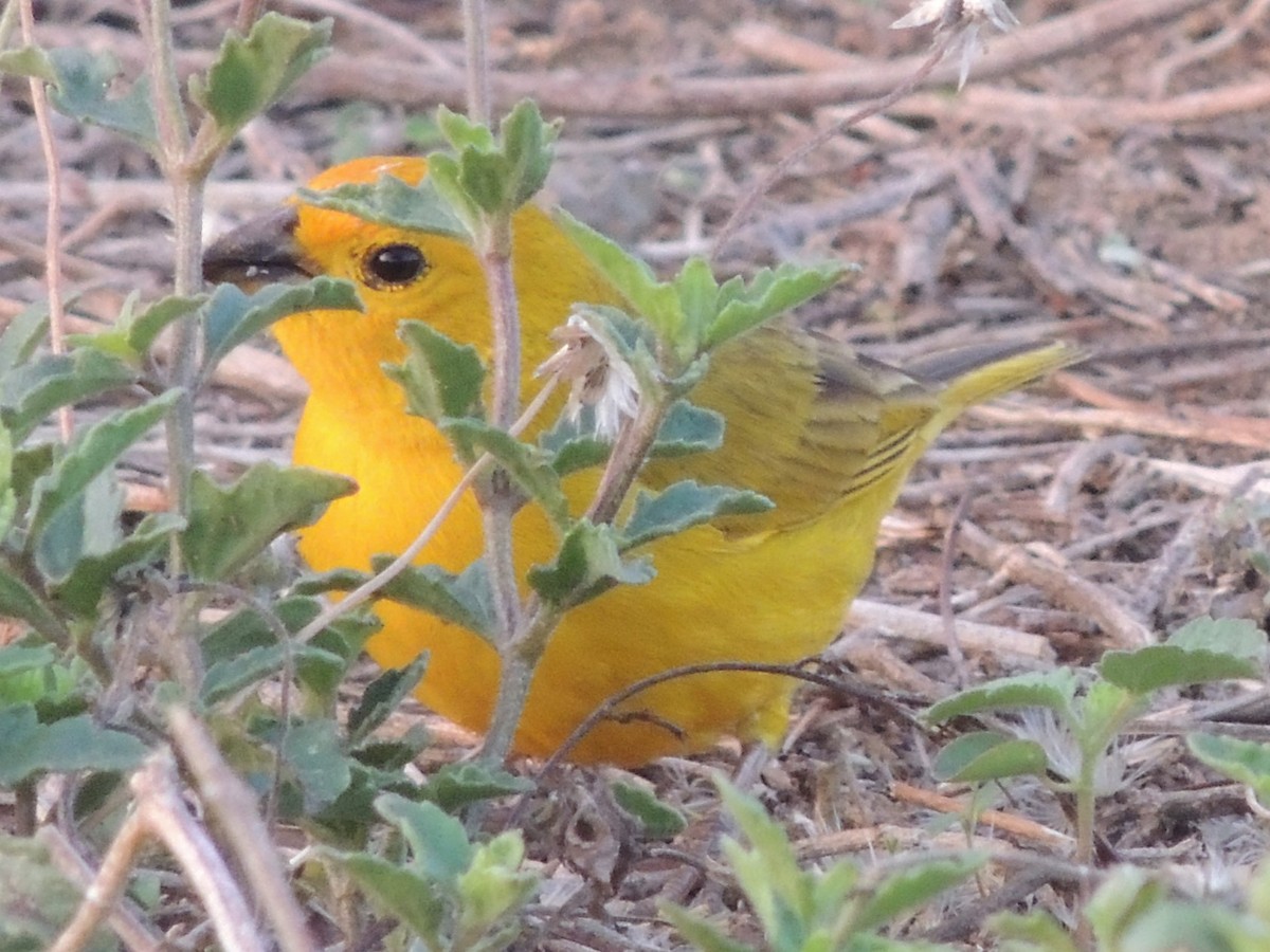 Saffron Finch - ML618527784