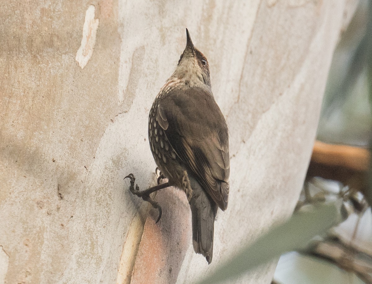 Red-browed Treecreeper - John Daniels