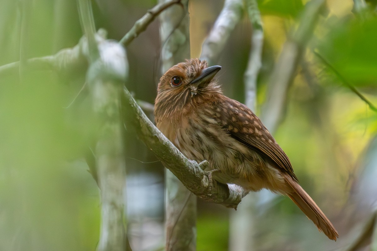 White-whiskered Puffbird - ML618527824