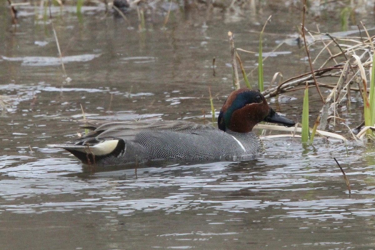 Green-winged Teal - ML618527829