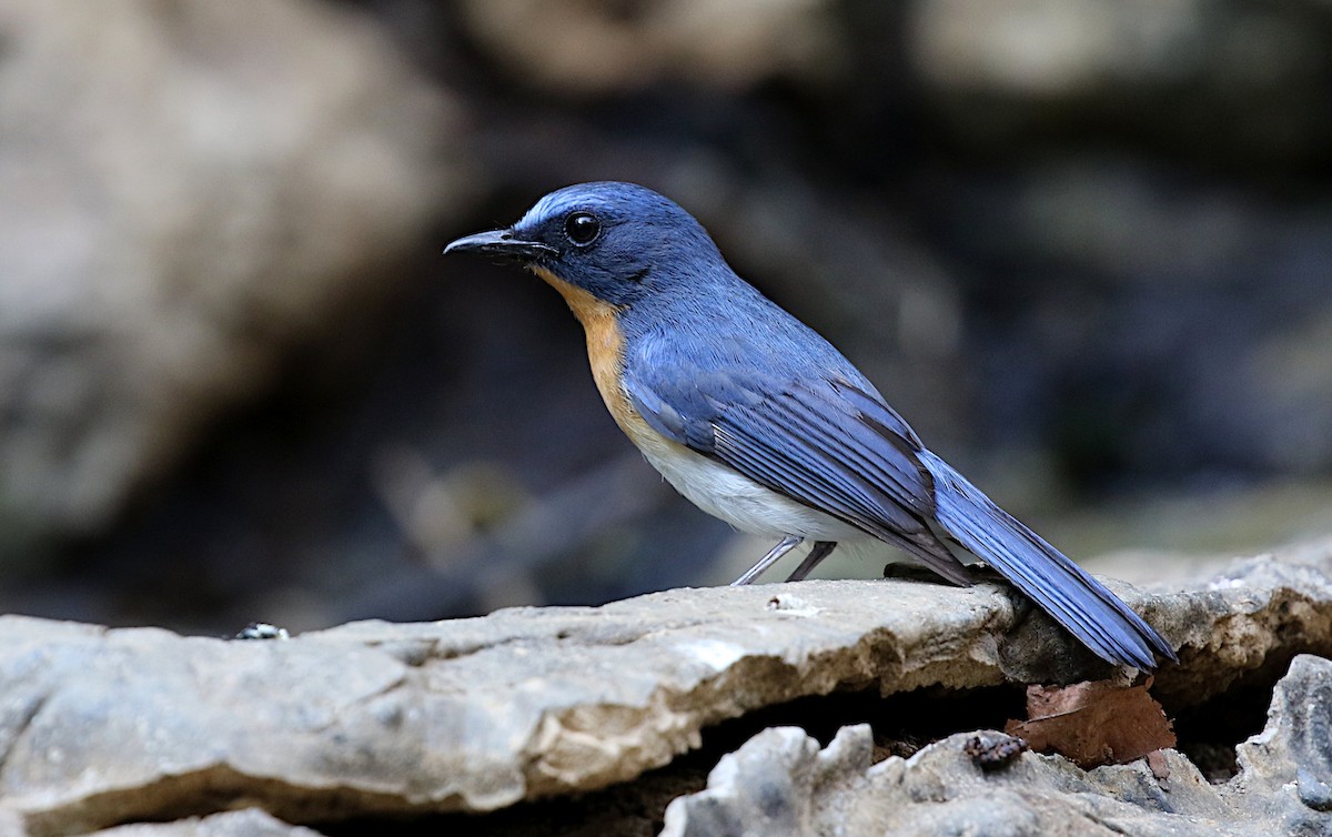 Indochinese Blue Flycatcher - ML618527835