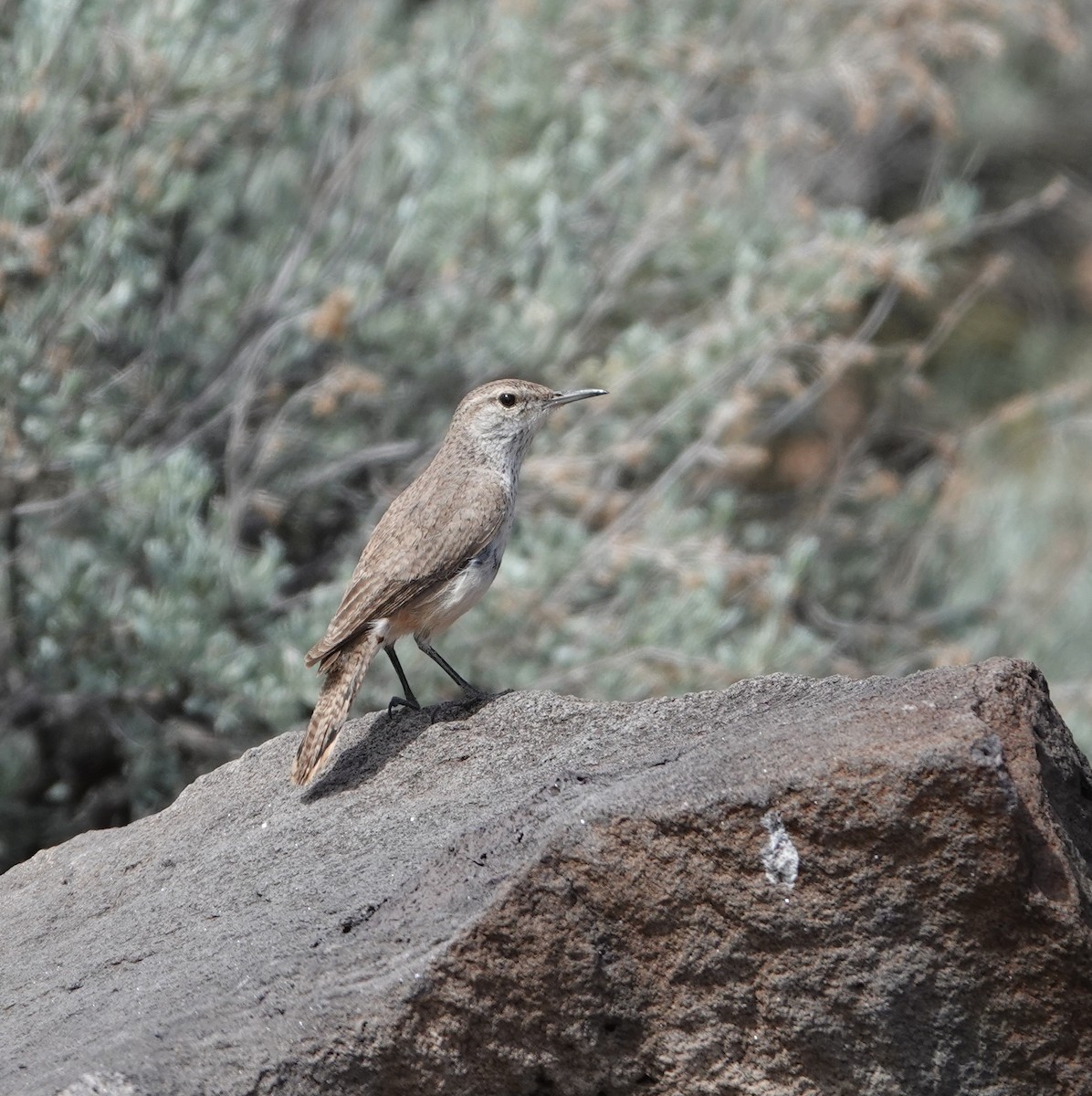 イワミソサザイ - ML618527857