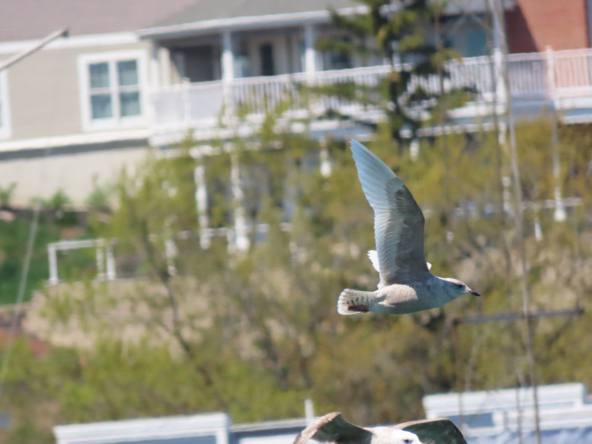 Gaviota Groenlandesa - ML618527863