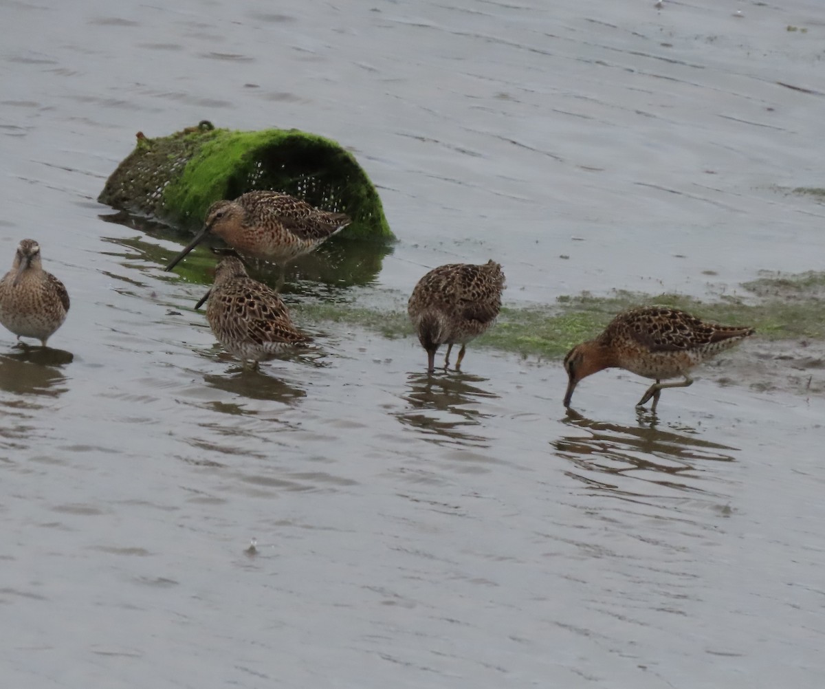 Short-billed Dowitcher - ML618527869