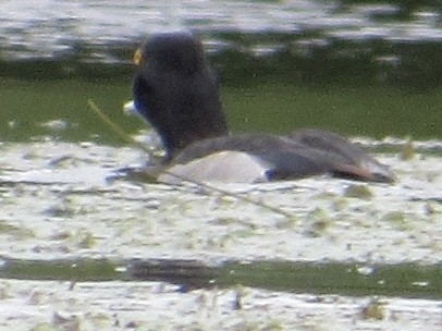 Ring-necked Duck - ML618527871