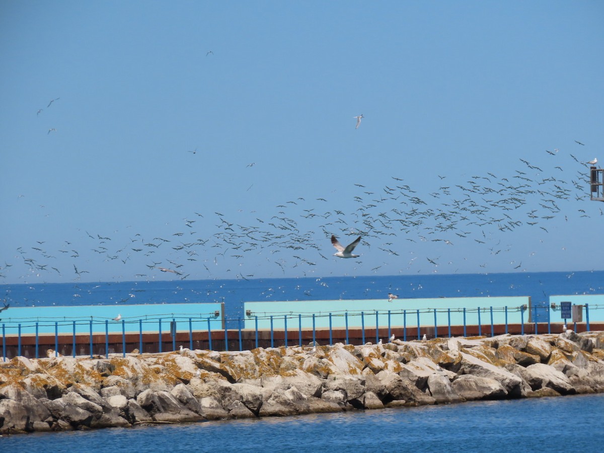 Common Tern - ML618527888