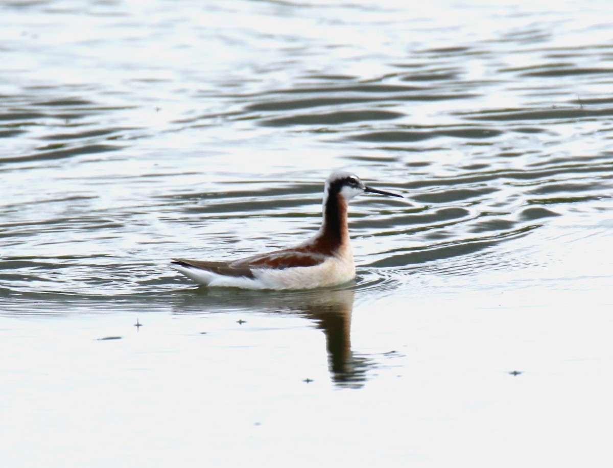 Falaropo Tricolor - ML618527892