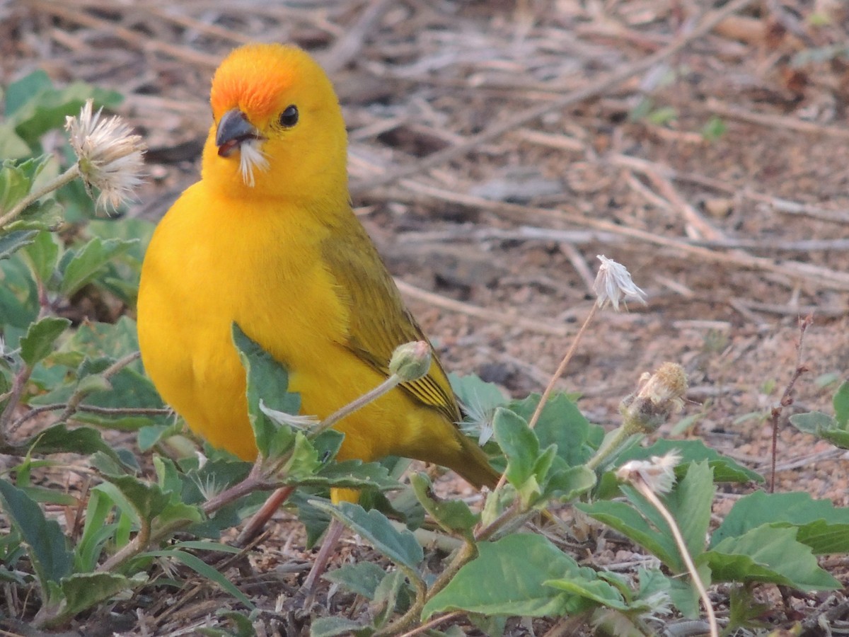 Saffron Finch - ML618527953