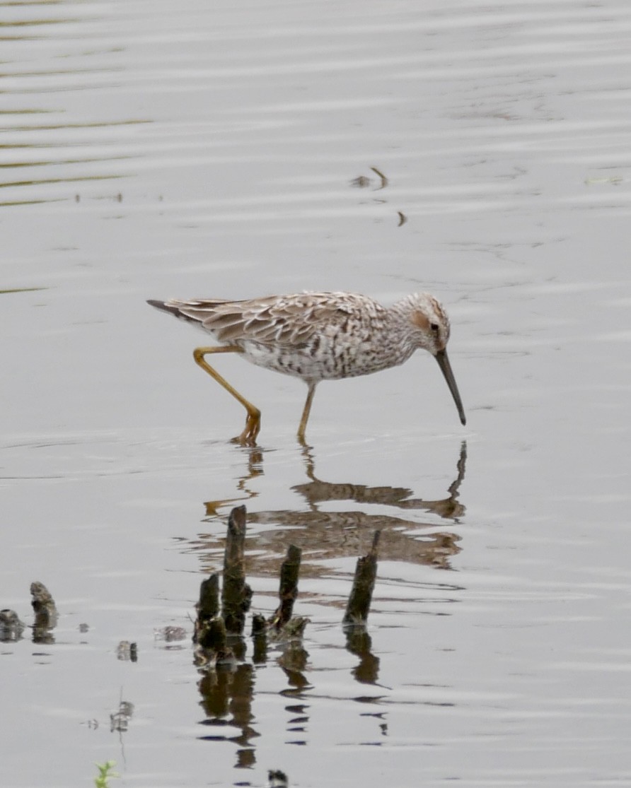 Stilt Sandpiper - ML618527992