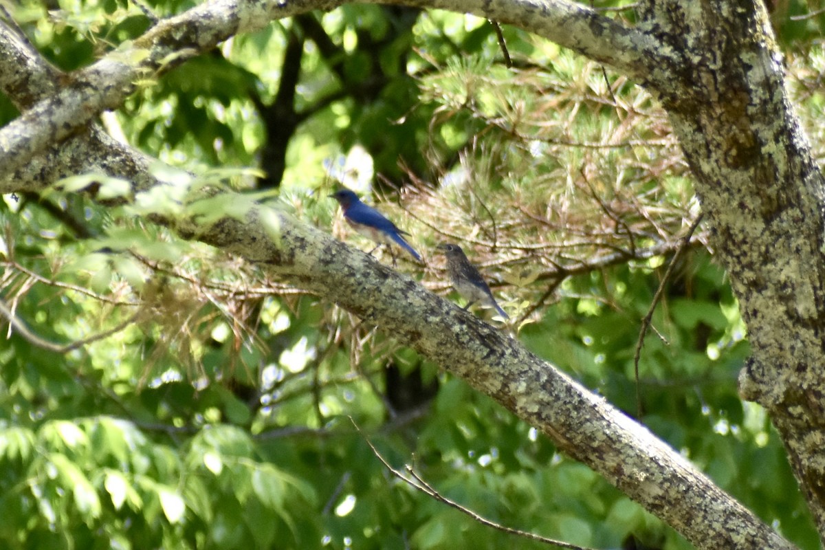 Eastern Bluebird - Courtney Ables