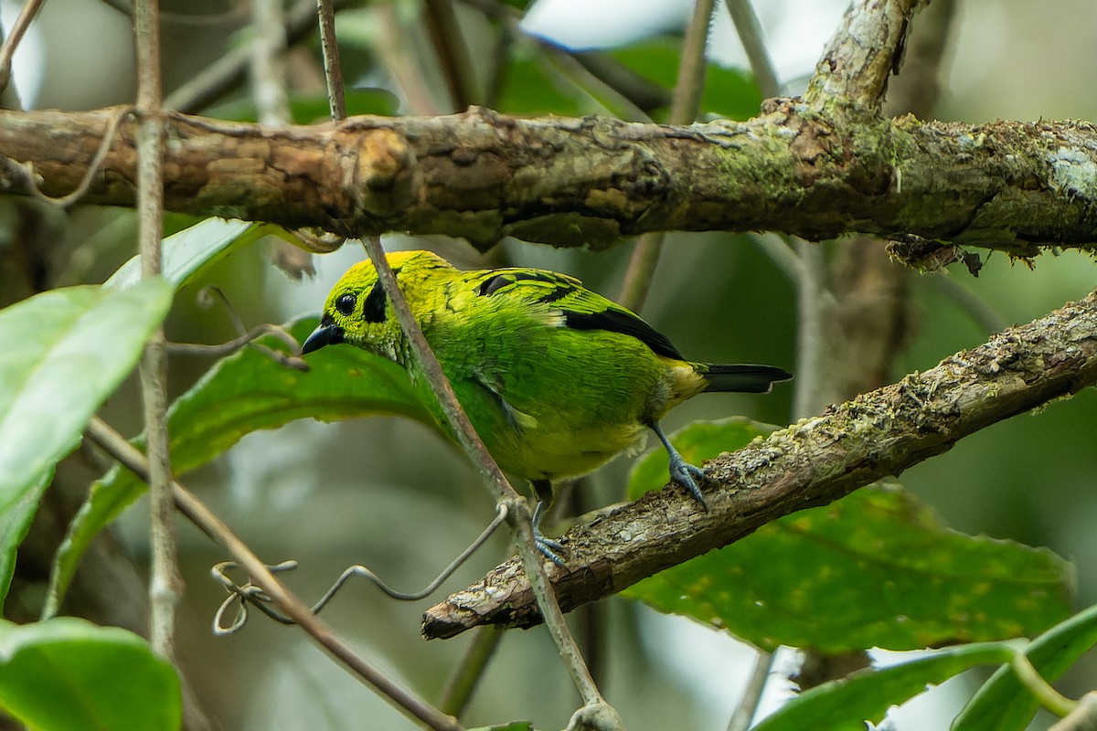 Emerald Tanager - Josh Tally