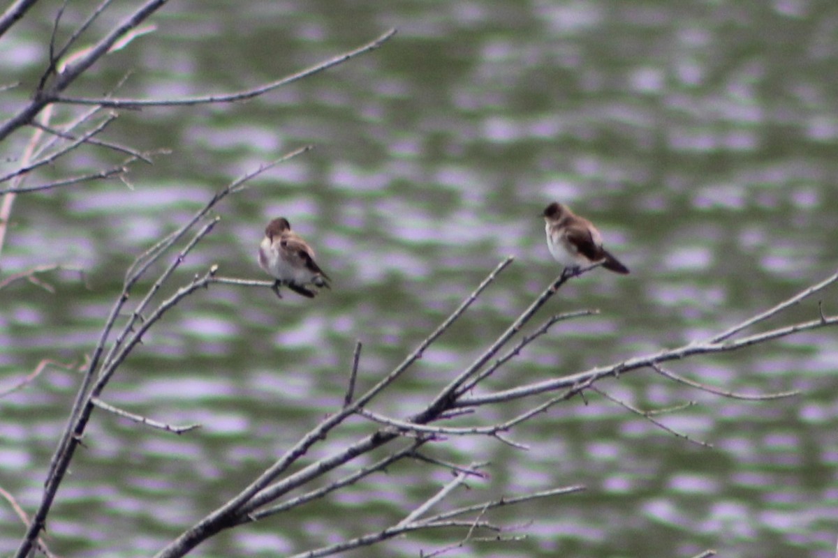 Northern Rough-winged Swallow - ML618528104