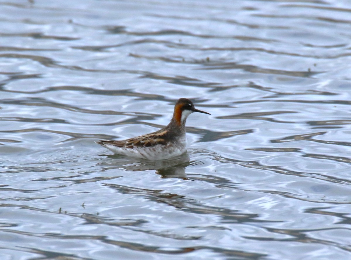 Phalarope à bec étroit - ML618528116