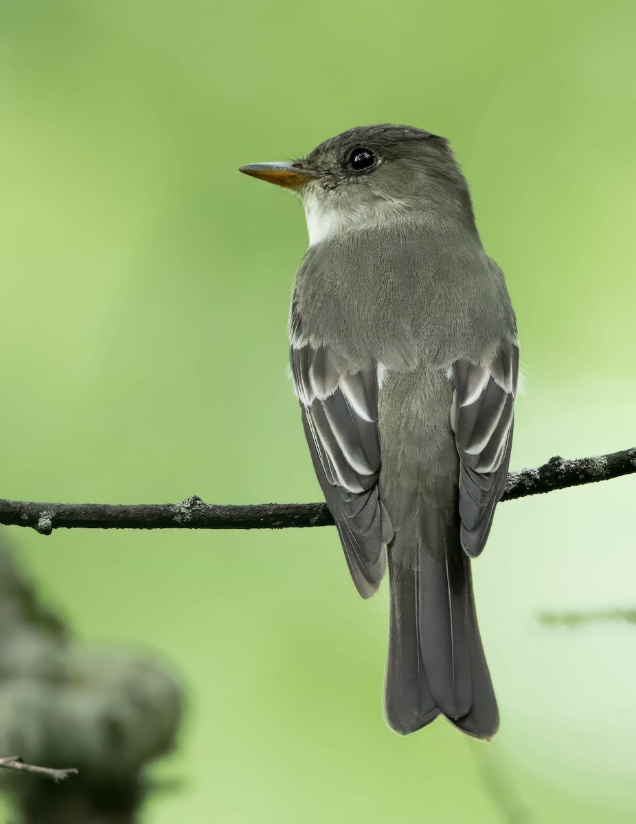 Eastern Phoebe - Howard Cox