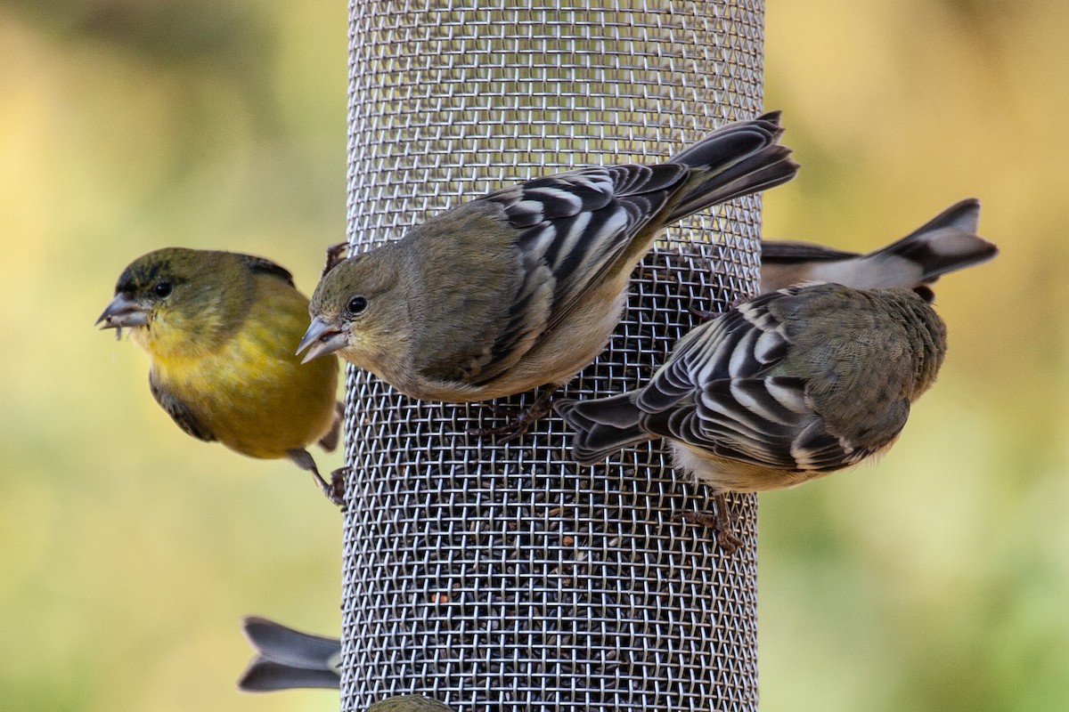 Lesser Goldfinch - ML618528140