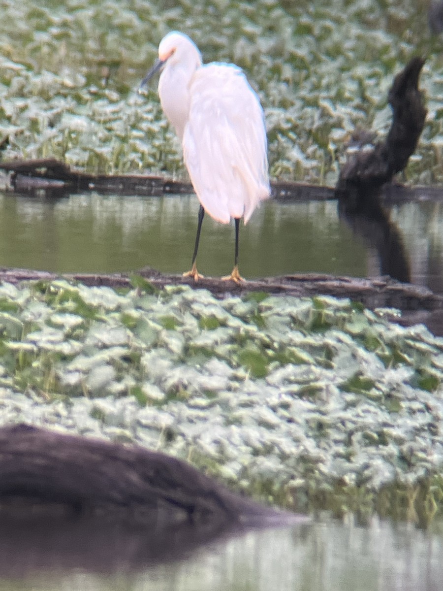 Snowy Egret - ML618528150