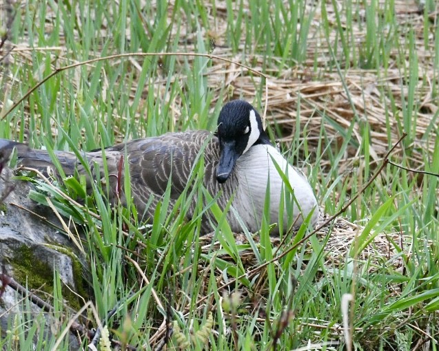 Canada Goose - Heather Pickard