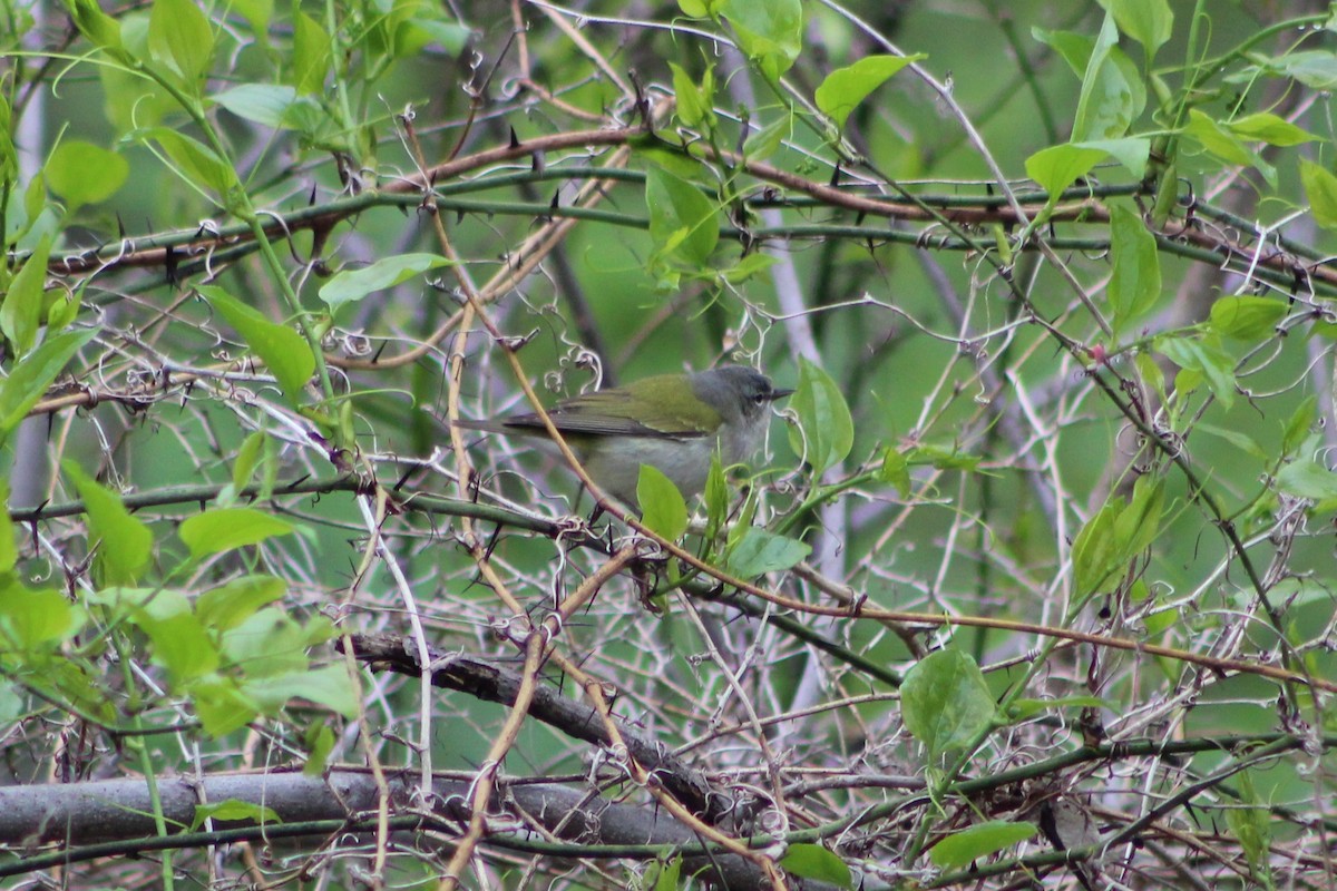 Tennessee Warbler - Daniel Edwards