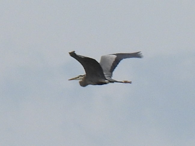 Great Blue Heron - ML618528209