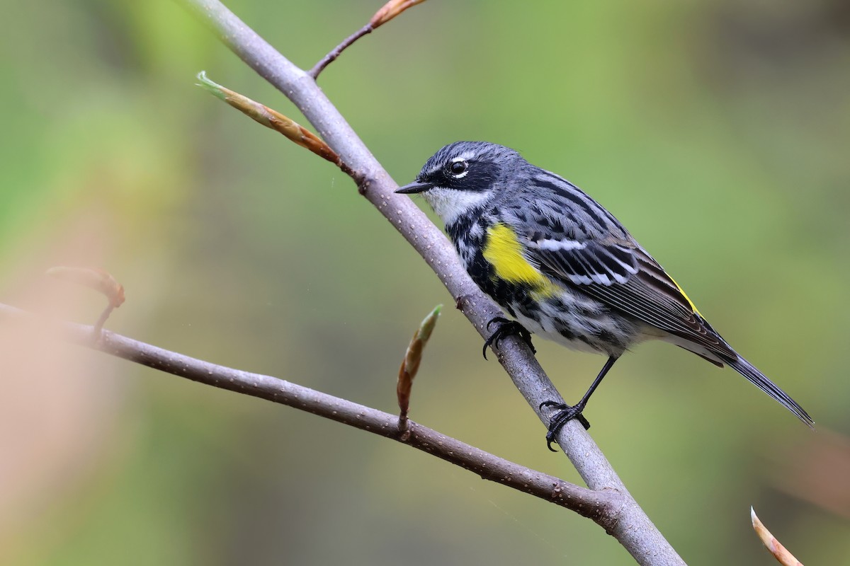 Yellow-rumped Warbler (Myrtle) - ML618528217