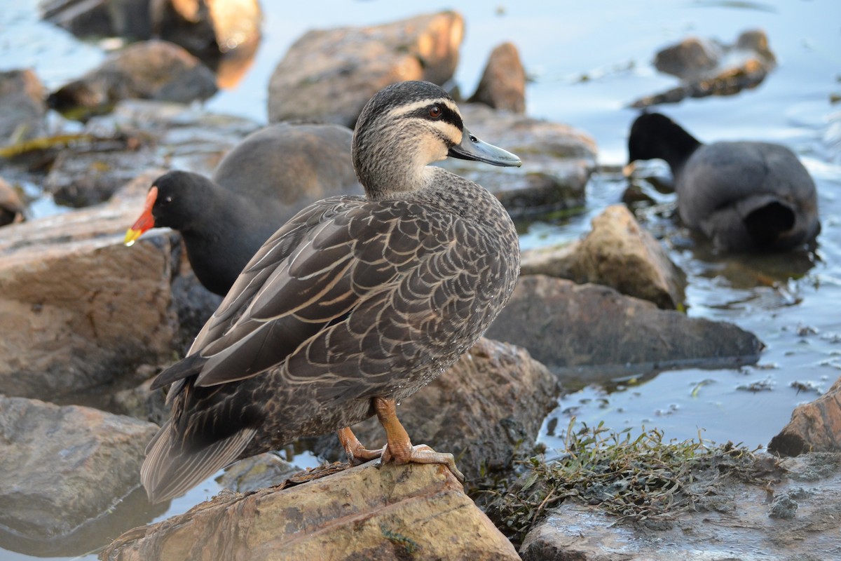 Pacific Black Duck - Russell Plew