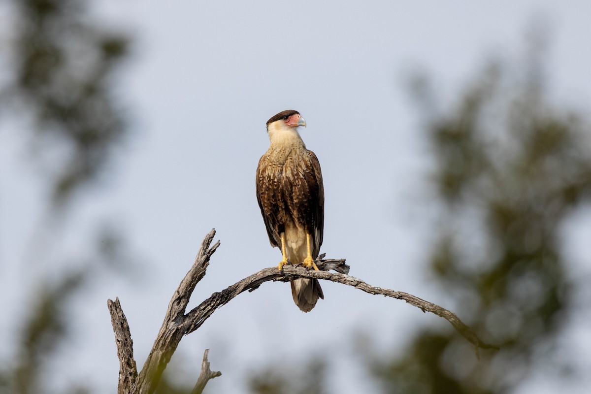 Caracara huppé (cheriway) - ML618528268