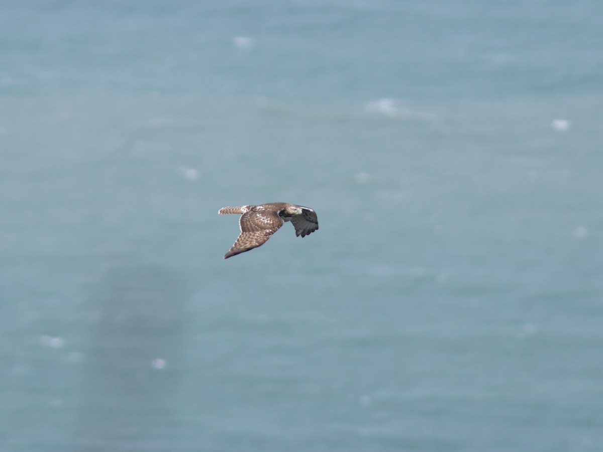 Red-tailed Hawk - ML618528273