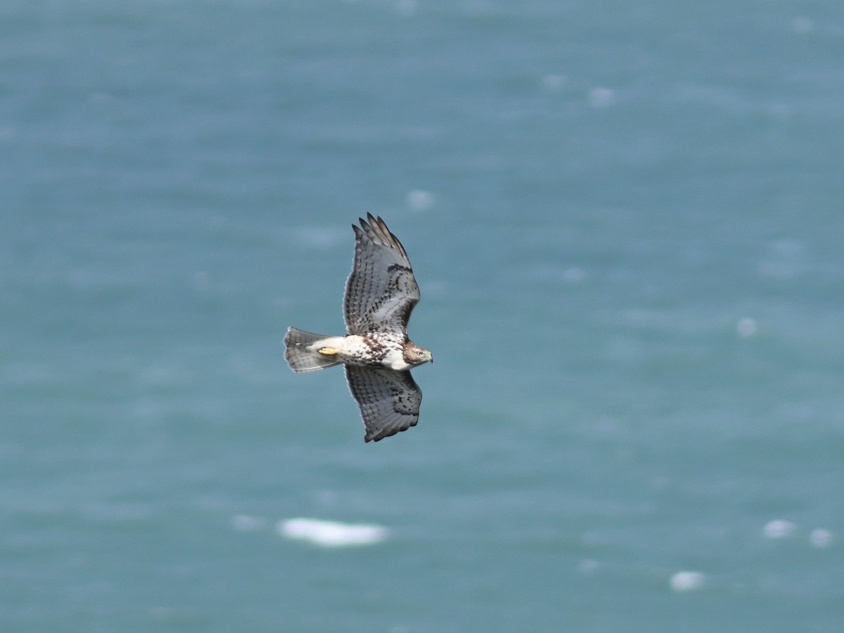 Red-tailed Hawk - ML618528274