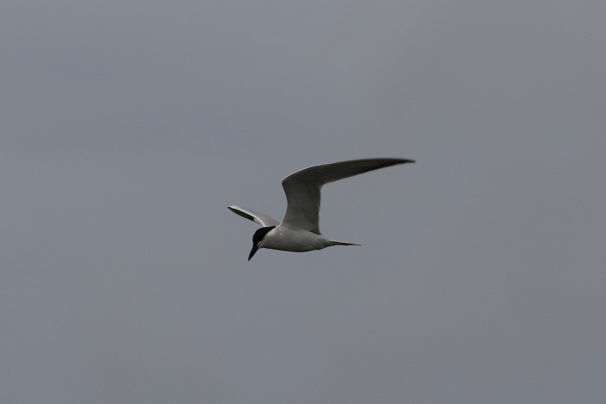 Gull-billed Tern - Stephanie  Wallace