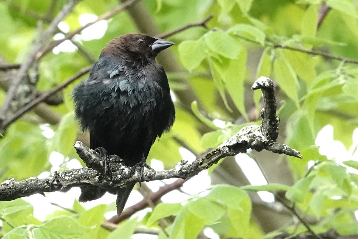 Brown-headed Cowbird - ML618528300