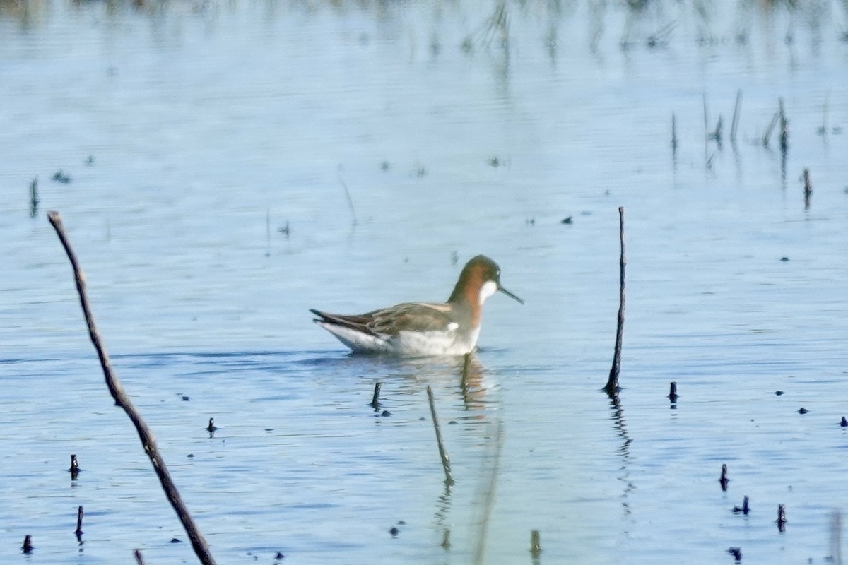 Red-necked Phalarope - ML618528311