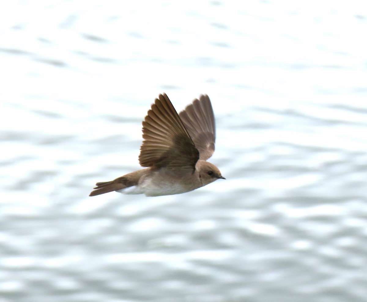 Northern Rough-winged Swallow - Steve Stump