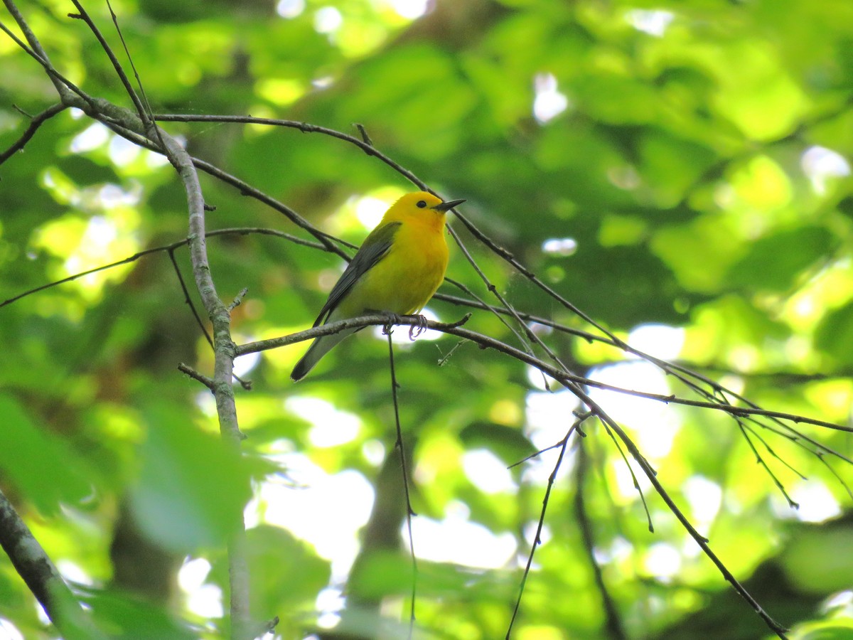 Prothonotary Warbler - ML618528334