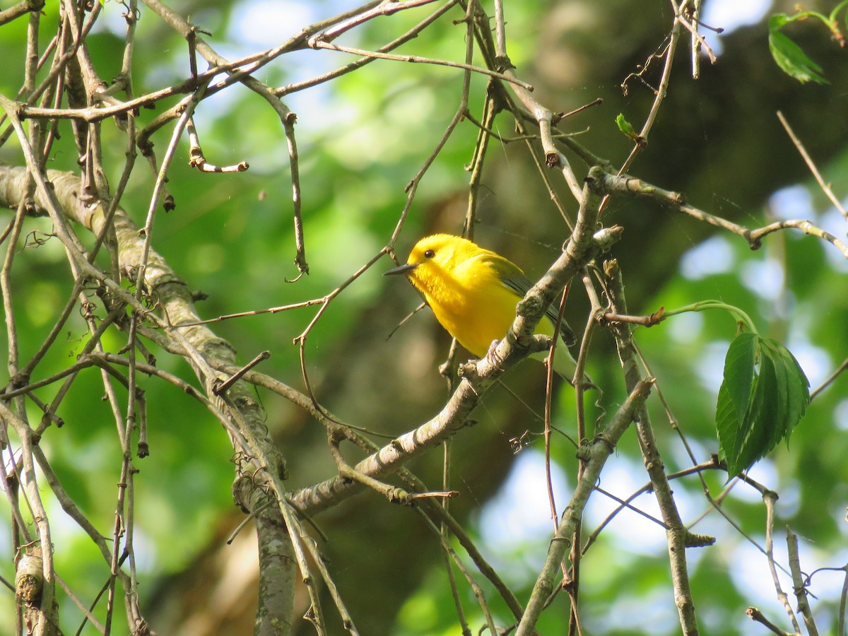 Prothonotary Warbler - ML618528337