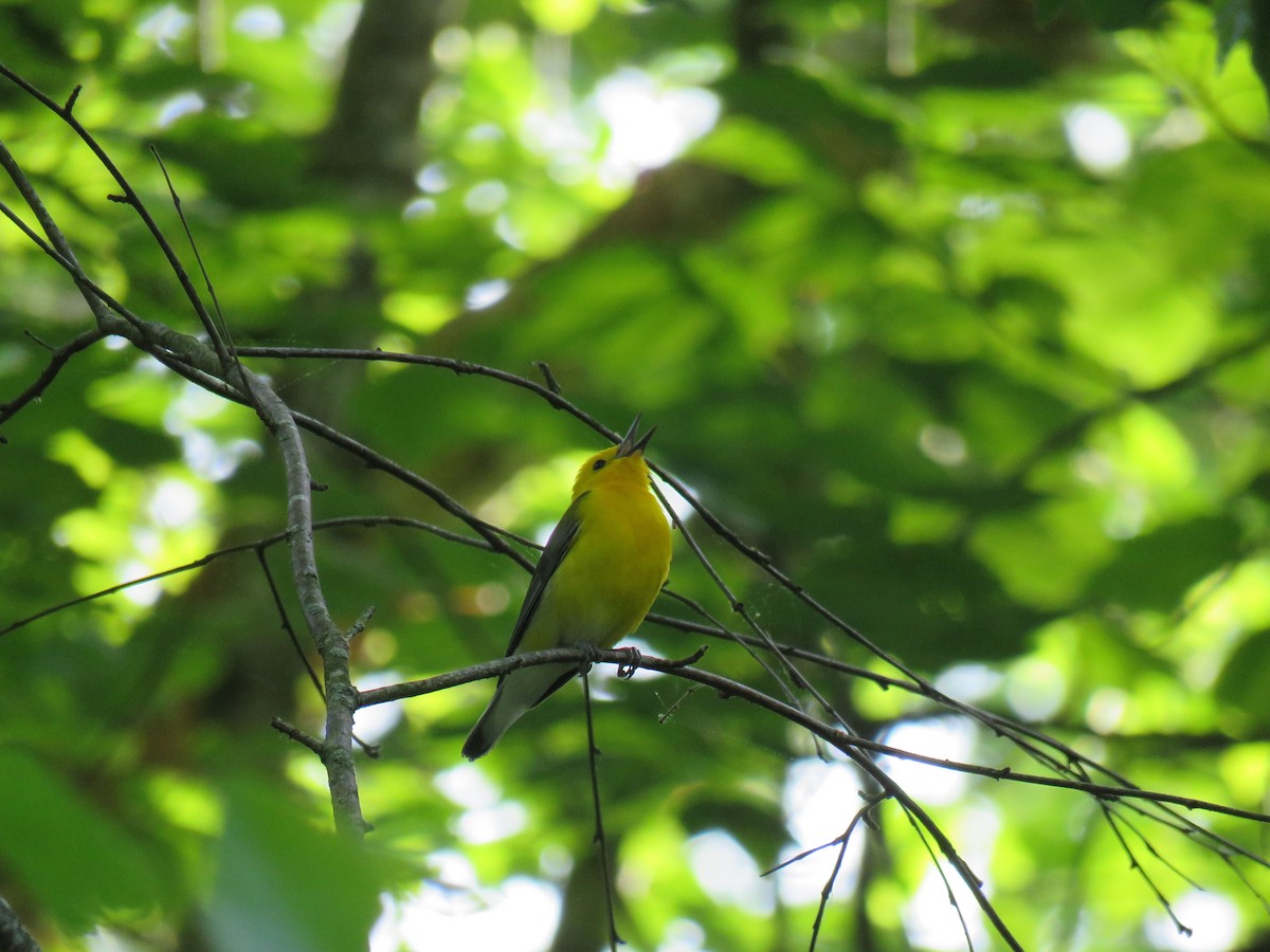 Prothonotary Warbler - ML618528338